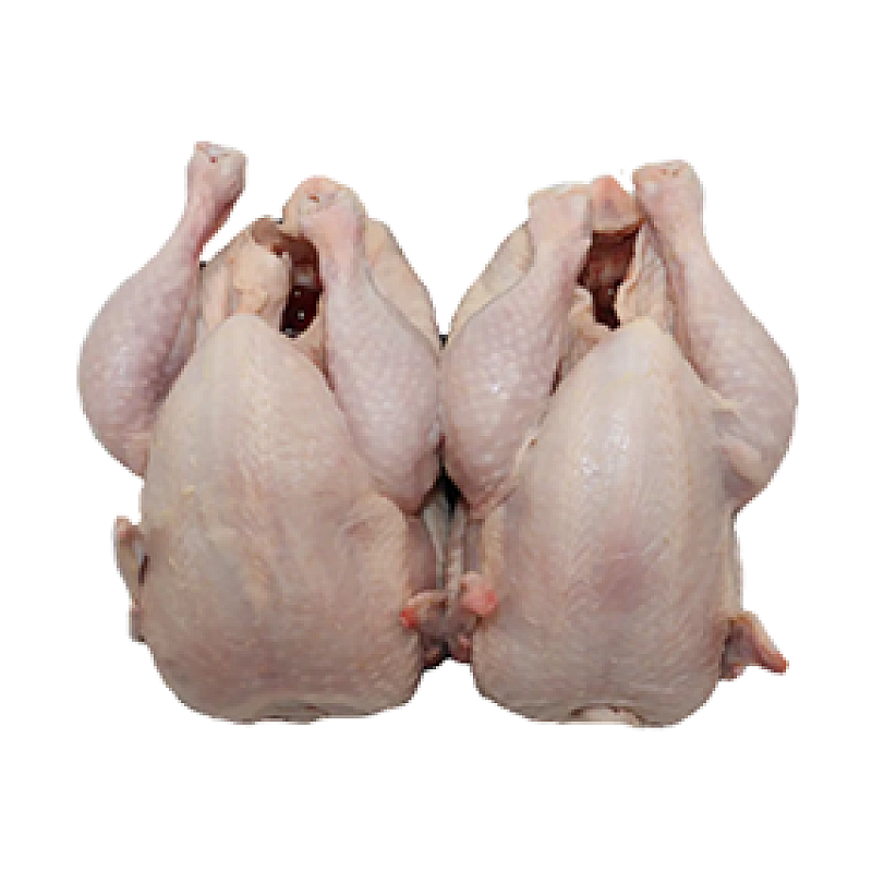 2 BABY CHICKEN