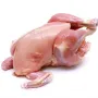 BABY CHICKEN