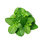 MINT EACH