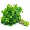 CORIANDER