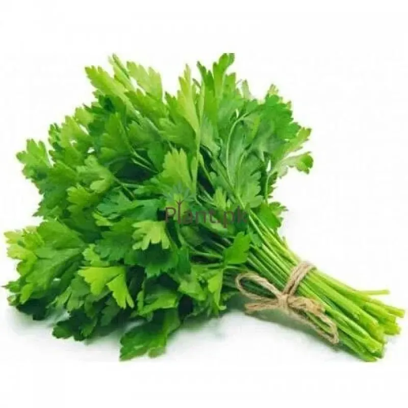 CORIANDER